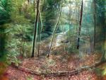 Autumn's Creek by Adam Scott Miller